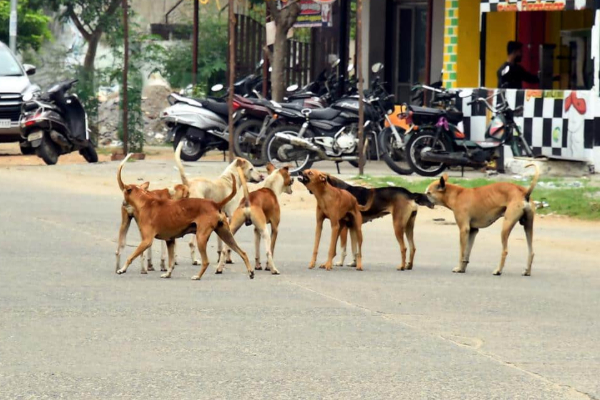வடக்கில் கட்டாக்காலி நாய்களை கட்டுப்படுத்த அதிரடி நடவடிக்கை | Action Taken To Control Stray Dogs In The North