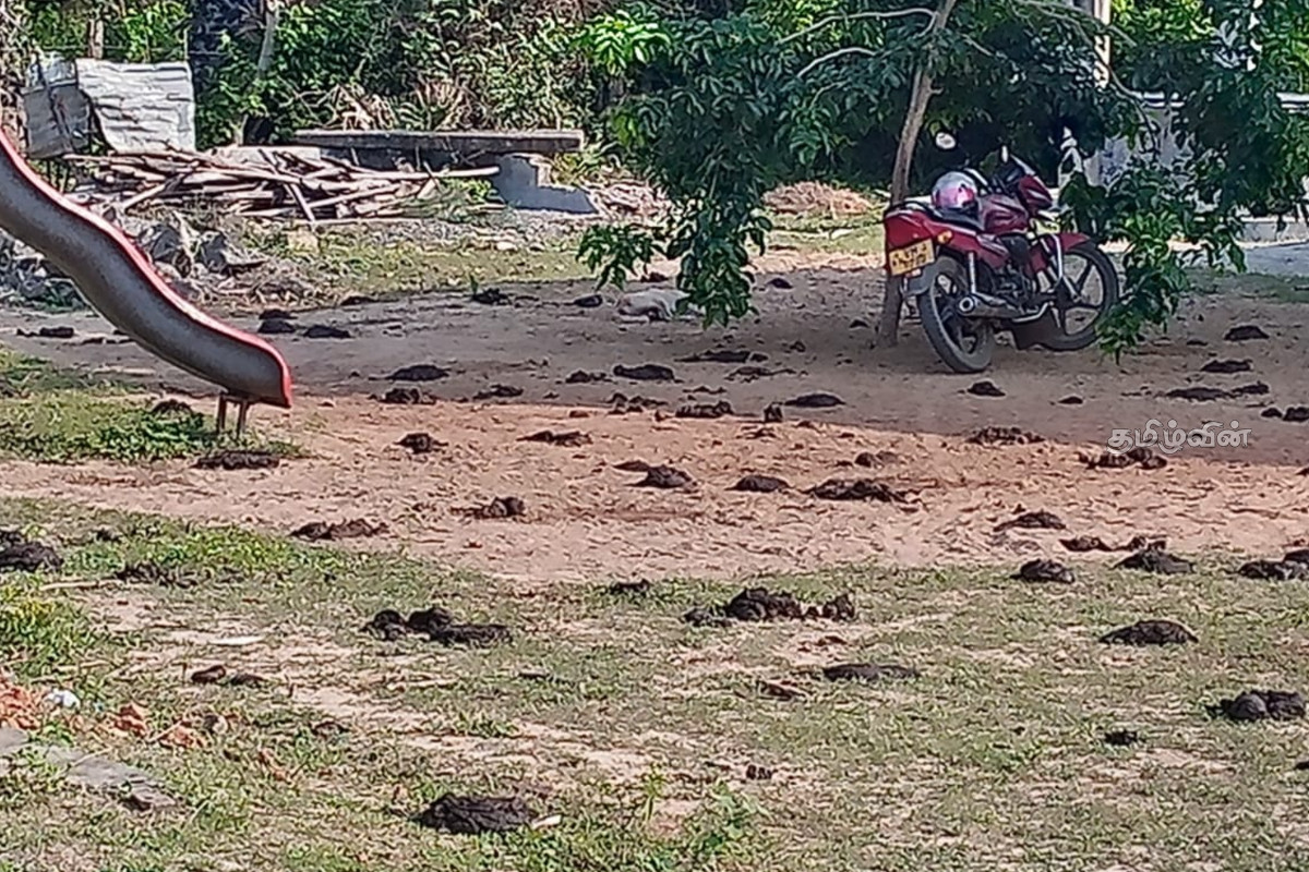 புதுக்குடியிருப்பில் அதிகரித்துள்ள கட்டாக்காலி கால்நடைகளின் அச்சுறுத்தம் - பொதுமக்கள் விசனம் | Threat Of Stray Cattle Has Increased