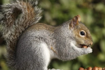 கனடாவில் பூங்கா ஒன்றில் கொத்துக் கொத்தாக இறந்துகிடந்த அணில்கள்... விஷம் வைக்கப்பட்டதா?