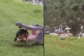 நொடியில் உயிர் தப்பிய ஆமை.. தாவி தாவி ஆற்றை அடைந்த ஆச்சர்யம்! இறுதியில் நடந்தது என்ன?