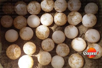 කැස්බෑ බිත්තර සමග පුද්ගලයෙක් අත්අඩංගුවට