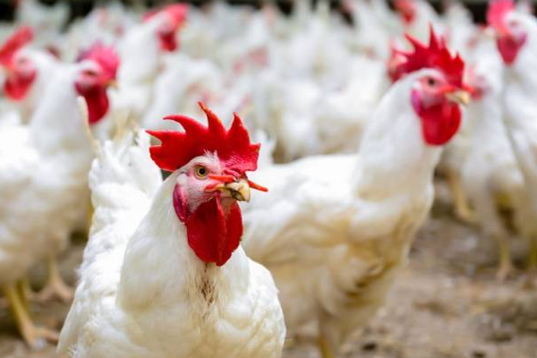 இலங்கையில் சடுதியாக குறைத்த கோழி இறைச்சியின் விலை! | Chicken Meat Price Has Been Reduced In Sri Lanka