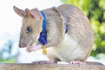 நிலக்கண்ணி வெடிகளை அகற்றி வந்த மகாவா எலி ஓய்வு பெற்றது