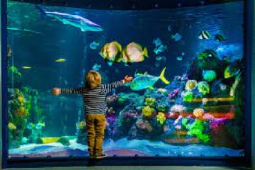 මාළු ටැංකියක් ලඟ තබා ගැනීමෙන් ඔබට ලැබෙන වාසි මෙන්න