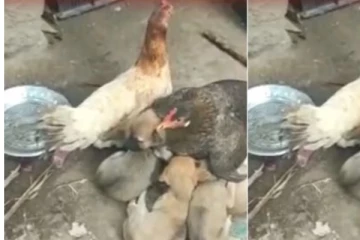 தாயை இழந்த நாய் குட்டிகளை அரவணைக்கும் கோழி ! நெகிழ்ச்சி சம்பவம்