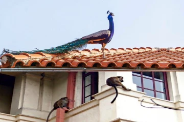 நகர்ப்புறங்களில் மயில்கள், குரங்குகள், மான்கள் ஊடுருவல் அதிகரிப்பு