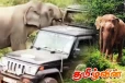 யால தேசிய பூங்காவில் சுற்றுலாப் பயணிகளின் வாகனத்தை கவிழ்த்த யானை