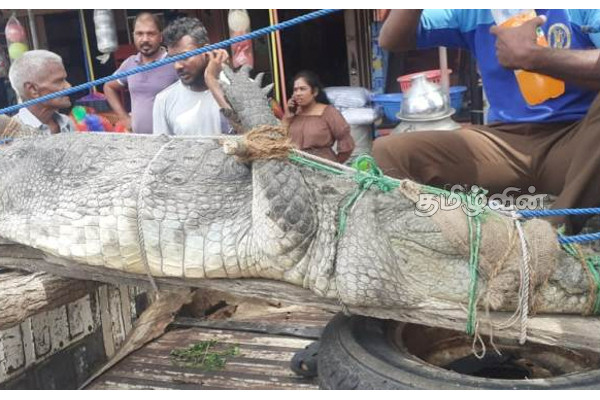 கிராமத்திற்குள் புகுந்த இராட்சத முதலை மடக்கிப்பிடிப்பு (VIDEO) | Crocodile Wrap Batticalo