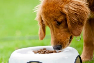 நாய்க்கு குப்பை கொட்ட பயிற்சி கொடுத்த உரிமையாளருக்கு நேர்ந்த கதி