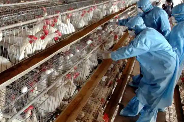 ஜப்பானில் மிக வேகமாக பரவி வரும் பறவை காயச்சல்! | Bird Influ Is The Fast Spreading Disease In Japan