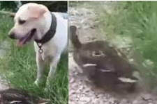 சிக்குனா சில்லி சிக்கன் தான்… இறந்து கிடந்த வாத்து! இறுதி நொடியில் காத்திருக்கும் திருப்பம்?