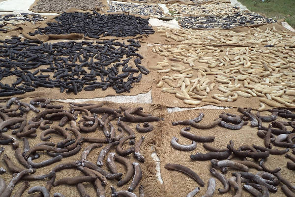 மூன்று கோடி ரூபா பெறுமதியான கடலட்டைகளுடன் ஒருவர் கைது | One Arrested Three Crore Rupees Seafood Sri Lanka