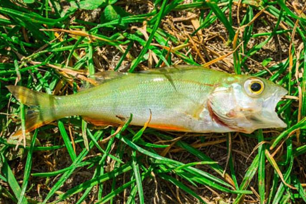 அழிவின் ஆரம்பம்.... திடீரென்று வானத்தில் இருந்து விழுந்த இறந்த மீன்கள்! காட்டுத் தீயாய் பரவும் புகைப்படம் | Ncluding Raining Fish In Texarkana