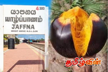 யாழ்.பனம் பழத்தில் இருந்து புதிதாக கண்டுபிடிக்கப்பட்ட வைன்