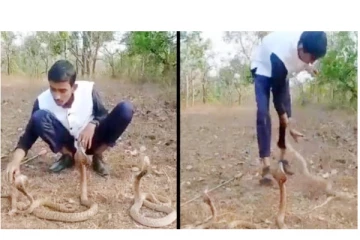 3 நாகப் பாம்பை வெறுப்பேற்றிய நபர் - சீறிப் பாய்ந்த பாம்பின் திக்.. திக்.. வீடியோ