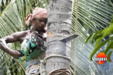 පොල් ගස් නිසා රජය ලොකු අර්බුදයක - කපන්න යද්දි කැති පොලු උස්සන් එනවා