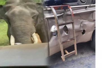 යාල වනෝද්‍යානයේ දී සංචාරක ජිප් රථයට පහර දුන් වියරු වන අලියා..බිහිසුණු වීඩියෝව(VIDEO)