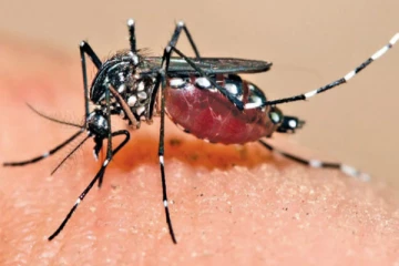 யாழ். மாவட்டத்தில் அதிகரித்து வரும் டெங்கு நோயாளர்கள்