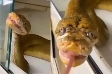 பாம்பு சிரித்து பார்த்ததுண்டா? மிக அரிய திகில் காட்சி இதோ