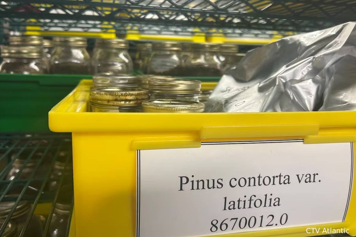 ஆர்ட்டெமிஸ் 2: கனேடிய விதைகளின் விண்வெளிப் பயணம் | Canadian Seeds Send To Moon With Artemis 2 ஆர்ட்டெமிஸ் 2: கனேடிய விதைகளின் விண்வெளிப் பயணம் | Canadian Seeds Send To Moon With Artemis 2