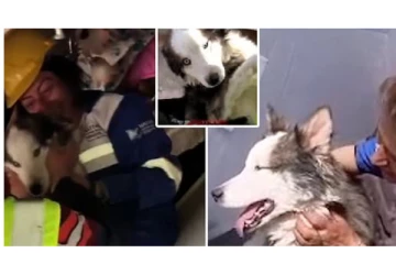 Viral Video : துருக்கி பூகம்பம்... - இடிபாட்டுக்குள் 22 நாட்கள் கழித்து ஹஸ்கி நாய் உயிருடன் மீட்பு...!