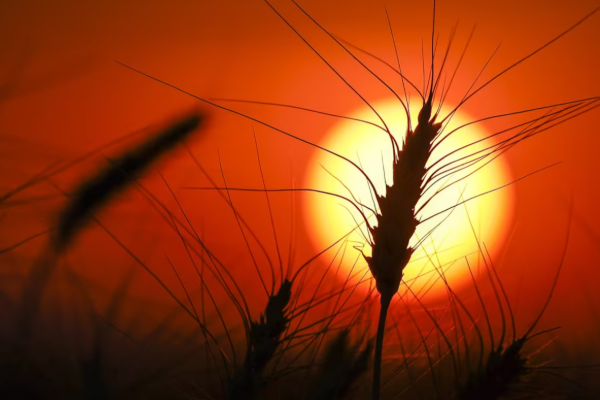 இந்த ஆண்டில் கடுமையான வெப்பநிலை குறித்து எச்சரிக்கை | This Year Is Expected To Rival Some Of The Hottest