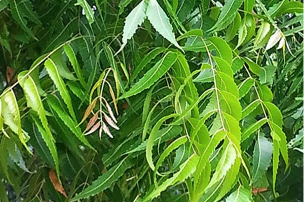 ஆசைப்பட்டதை சாப்பிட முடியாமல் நீரிழிவு நோயினால் அவதிப்படுகிறீர்களா? இதைப் படிங்க முதல்ல | Diabetes Patient Eat Food Control