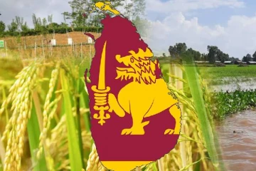அதிக வெள்ளப்பெருக்கால் சேதமடைந்த சாகுபடி நிலங்கள் : விவசாயத் திணைக்களம் அறிவிப்பு