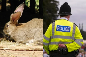 முயல் திருடனை வலைவீசி தேடிவரும் பிரித்தானிய பொலிஸ்! என்ன காரணம்?