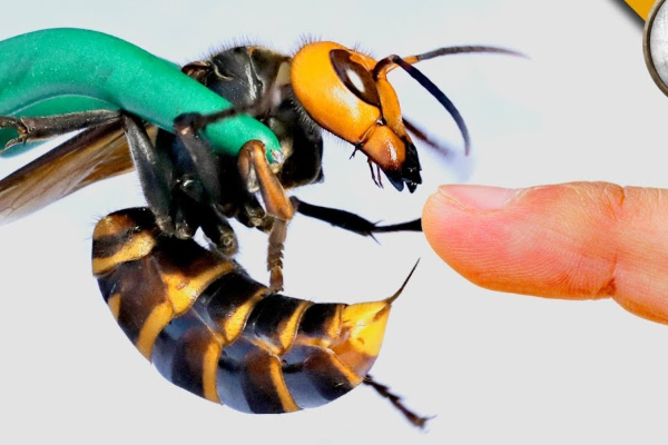 பம்பர குளவி கொட்டி நபர் ஒருவர் உயிரிழப்பு | Dies After Being Stung By A Bambara Hornet