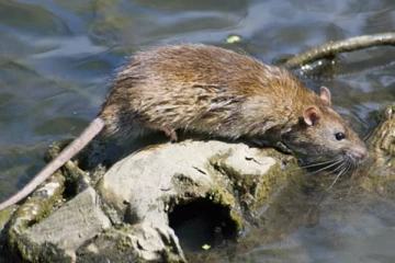 விவசாயிகளின் எதிரி  “எலி காய்ச்சல்”அபாயத்தை உணராது பலியாகும் உயிர்கள் (VIDEO)