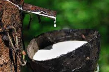 கடும் சிரமத்தை எதிர் நோக்கும் இறப்பர் விவசாயிகள்
