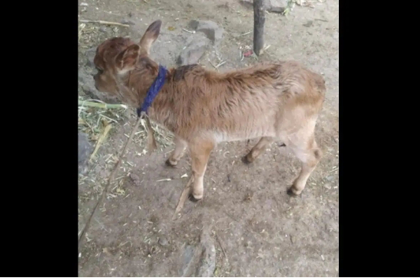 IVF முறையில் உருவாக்கப்பட்ட உலகின் மிக குள்ளமான கன்றுக்குட்டி | First Ivf Cow Calf Of One Of Shortest Breeds