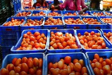 தக்காளியால் கிடைத்த இலாபம் - 40 இலட்சத்தில் கார் வாங்கிய விவசாயி -மணப்பெண்ணும் தேடுகிறார்