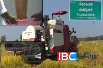 கிளிநொச்சியில் இப்படியும் விஷமிகள் : பத்து ஏக்கர் நெல் திருட்டுத்தனமாக அறுவடை