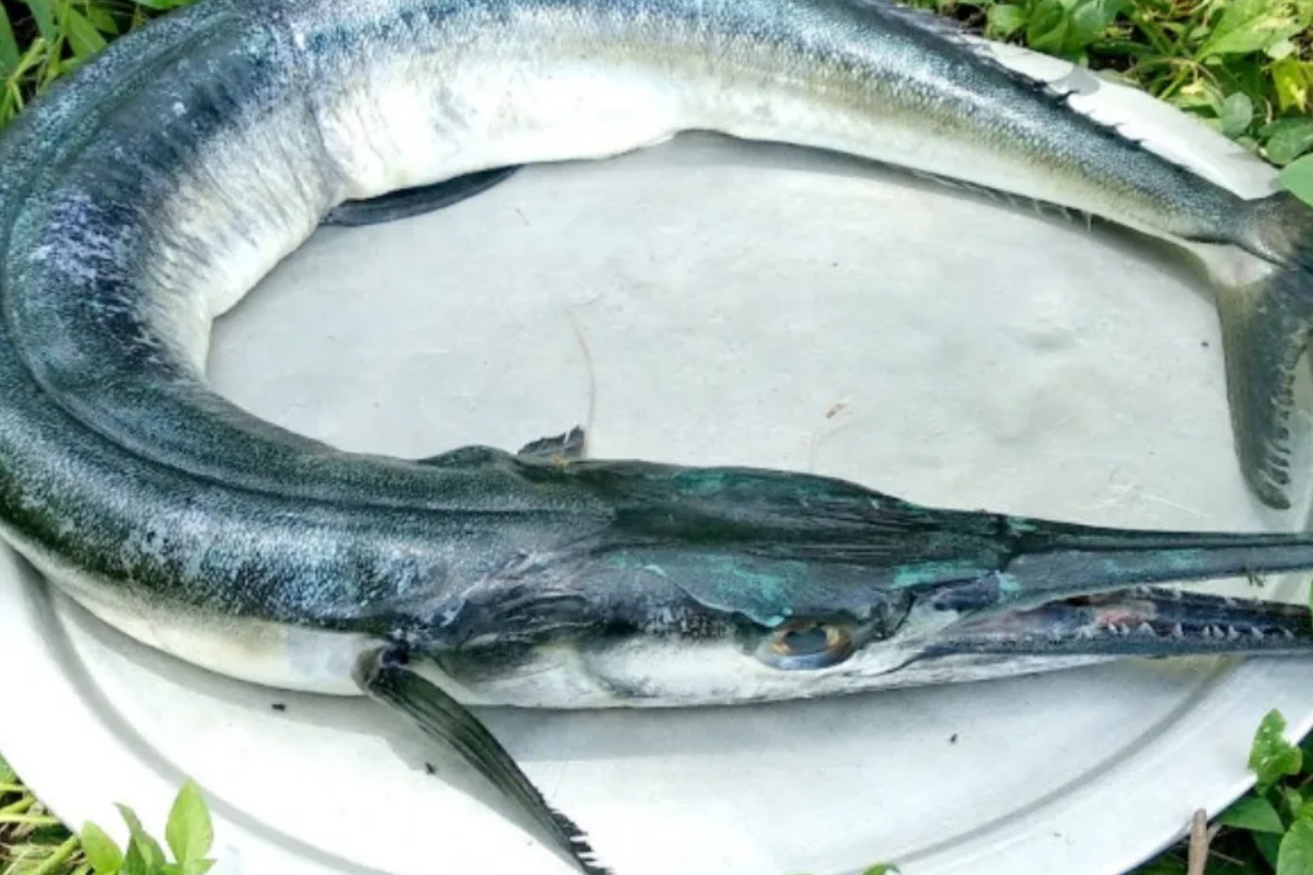 ரத்த சோகை இருப்பவர்கள் சாப்பிட வேண்டிய முள் இல்லாத மீன் | Best Fish For Anemic Patients To Eat ரத்த சோகை இருப்பவர்கள் சாப்பிட வேண்டிய முள் இல்லாத மீன் | Best Fish For Anemic Patients To Eat