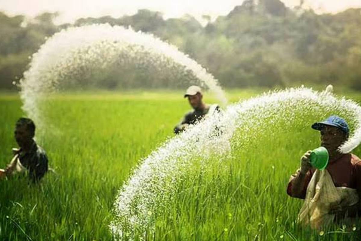 விவசாயிகளுக்கு செல்லும் பெருந்தொகை உர மானியம்! அரசாங்கம் வெளியிட்டுள்ள தகவல் | Fertilizer Subsidy For Farmers Monsoon Season விவசாயிகளுக்கு செல்லும் பெருந்தொகை உர மானியம்! அரசாங்கம் வெளியிட்டுள்ள தகவல் | Fertilizer Subsidy For Farmers Monsoon Season
