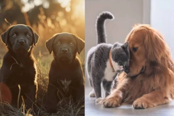 செல்ல பிராணிகளுக்கு dating app; இனி துணை தேடுவது ஈஸி - மருத்துவ மாணவர் புது முயற்சி!