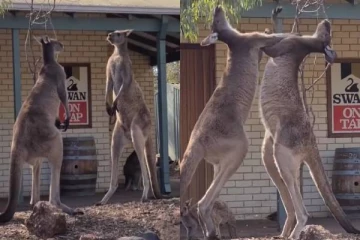 கங்காருகள் சண்டையிடுவதை பார்ததுண்டா? பதறவைக்கும் காட்சி