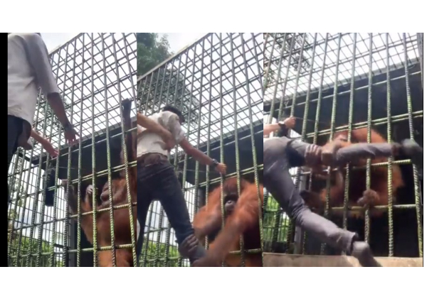 கிண்டல் செய்த நபரை பிடித்து இழுத்து கடித்த மனித குரங்கு - பதற வைக்கும் வீடியோ - தமிழ்நாடு