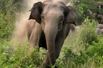 யானையின் தாக்குதலில் குடும்பஸ்தர் பலி
