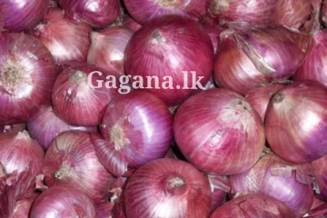 ලොකුවට තියෙන ලොකු ළූනු කාලත් හමාර ද?. මිලට මොකද වුණේ?. රජයෙන් පනවපු ආනයනික බද්ද..