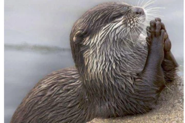 சூர்ய நமஸ்காரம் செய்யும் கடற்சிங்கம்! மனிதர்களையும் மிரள வைத்த மிக அரிய காட்சி