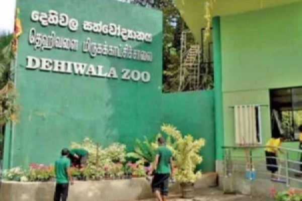 தெஹிவளை மிருககாட்சிசாலையில் காணாமற்போன மஞ்சள் அனகொண்டா பாம்பு | Yellow Anaconda Calf Missing In Dehiwala தெஹிவளை மிருககாட்சிசாலையில் காணாமற்போன மஞ்சள் அனகொண்டா பாம்பு | Yellow Anaconda Calf Missing In Dehiwala