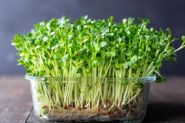 முளைகட்டிய பயறை இவர்கள் சாப்பிடுவது ஆபத்தை ஏற்படுத்துமாம்! ஜாக்கிரதை