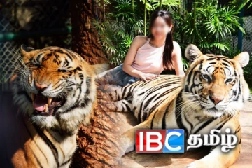 இரண்டே வாரங்களில் 72 புலிகள் உயிரிழப்பு! தாய்லாந்து சுற்றுலா தலத்தில் பேரழிவு