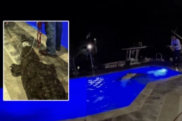 புளோரிடாவில் வீட்டின் நீச்சல் குளத்தில் புகுந்த 10 அடி நீள முதலை: வைரல் வீடியோ