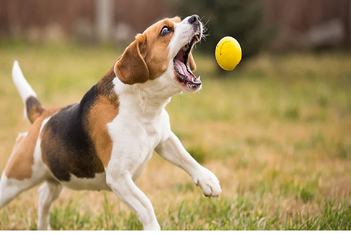 நாய் கொண்டு வந்த பொருளால் சிறுவன் வைத்தியசாலையில் | Boy Hospitalized Due To Object Brought By Dog நாய் கொண்டு வந்த பொருளால் சிறுவன் வைத்தியசாலையில் | Boy Hospitalized Due To Object Brought By Dog