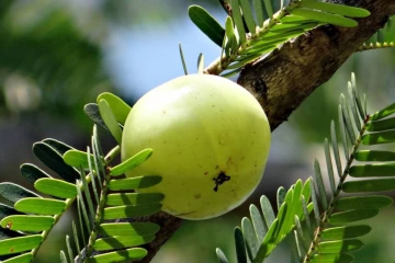 தினமும் ஒரு நெல்லிக்காய்.., என்னென்ன பலன்கள் கிடைக்கும்?