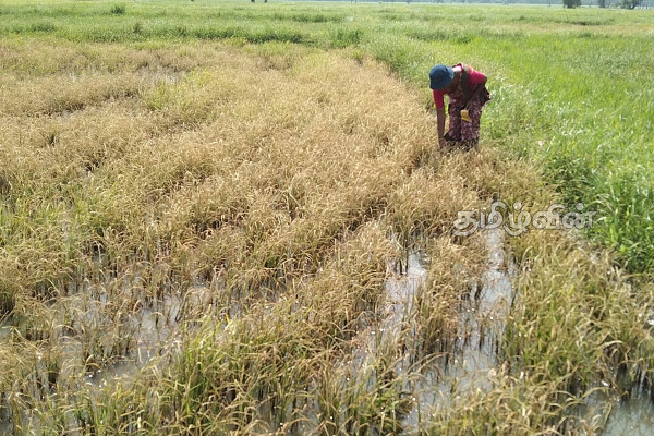 கிளிநொச்சி பெரும்போக நெற்செய்கையில் அதிகரிக்கும் நோய் தாக்கம்: விவசாய பணிப்பாளர் கள விஜயம்(Photos) | 8 000 Hectares Rice Affected By The 2023